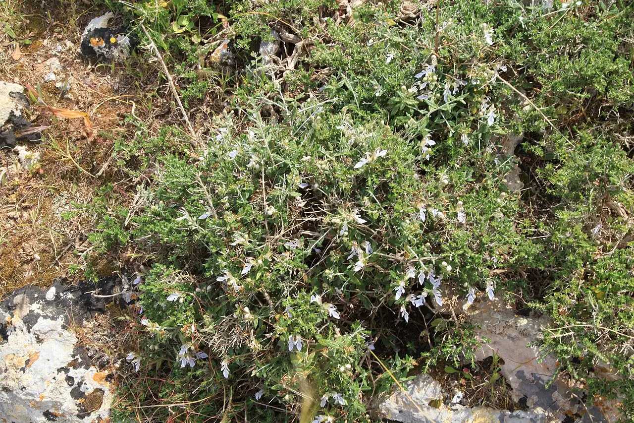水果蓝 (Teucrium fruticans) — 更多视角
