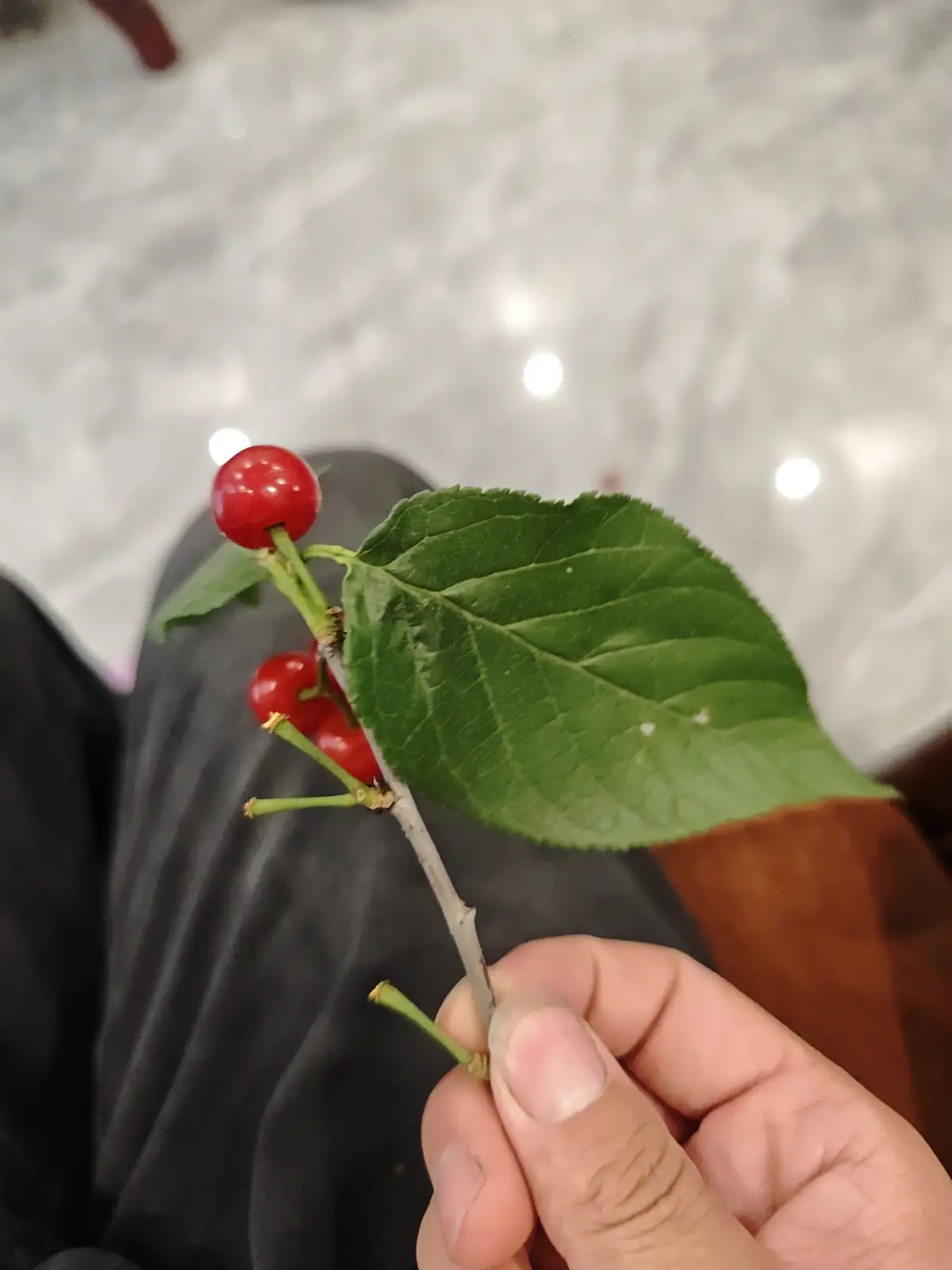 櫻桃