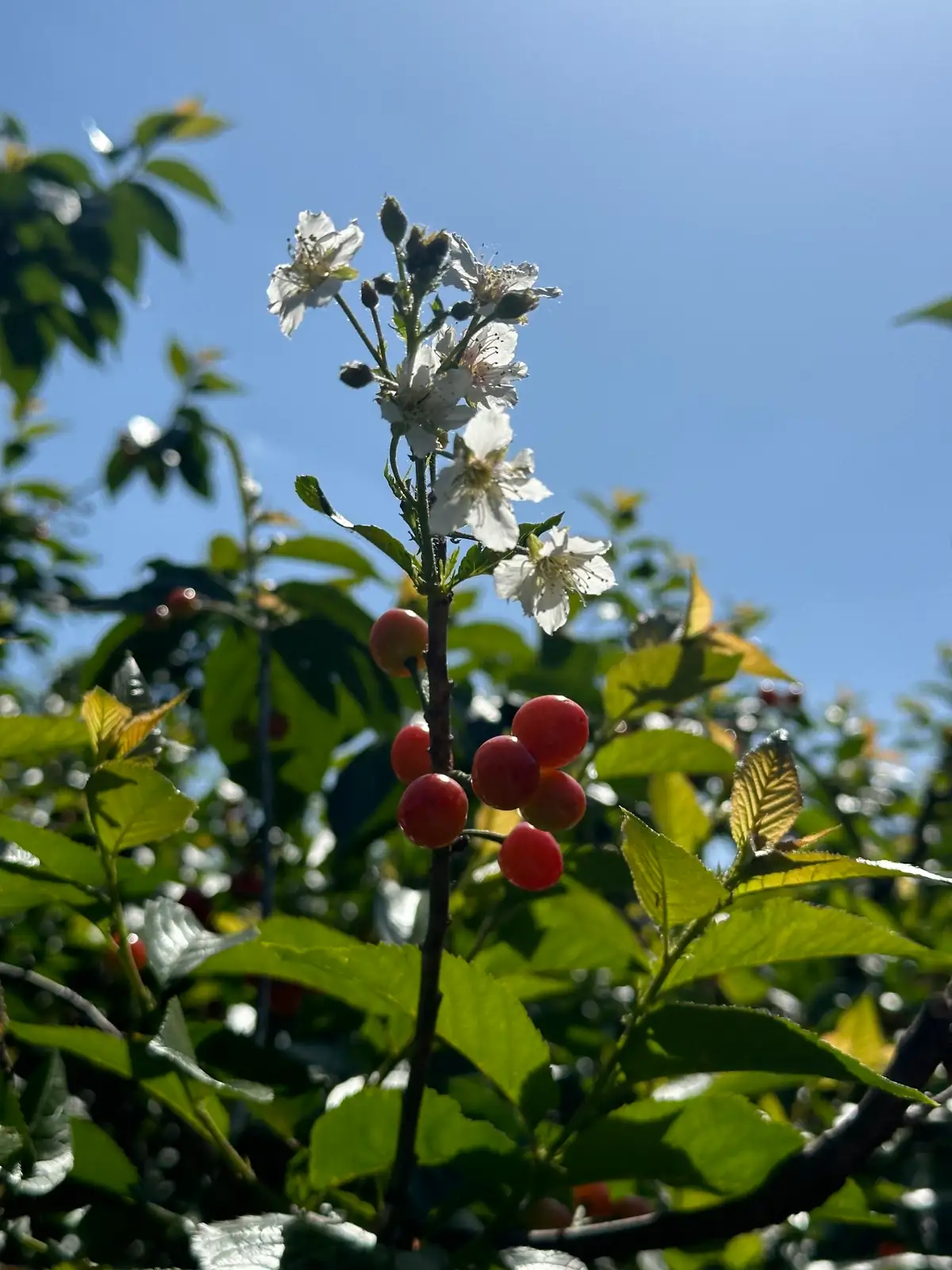 櫻桃 (Prunus pseudocerasus) — 细节
