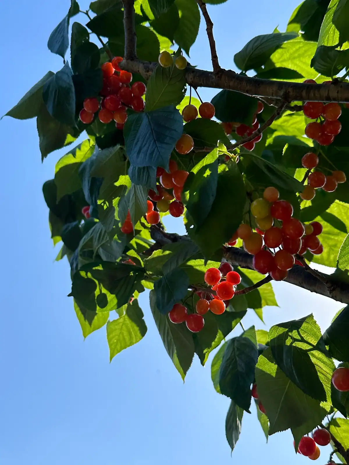 櫻桃 (Prunus pseudocerasus) — 特写