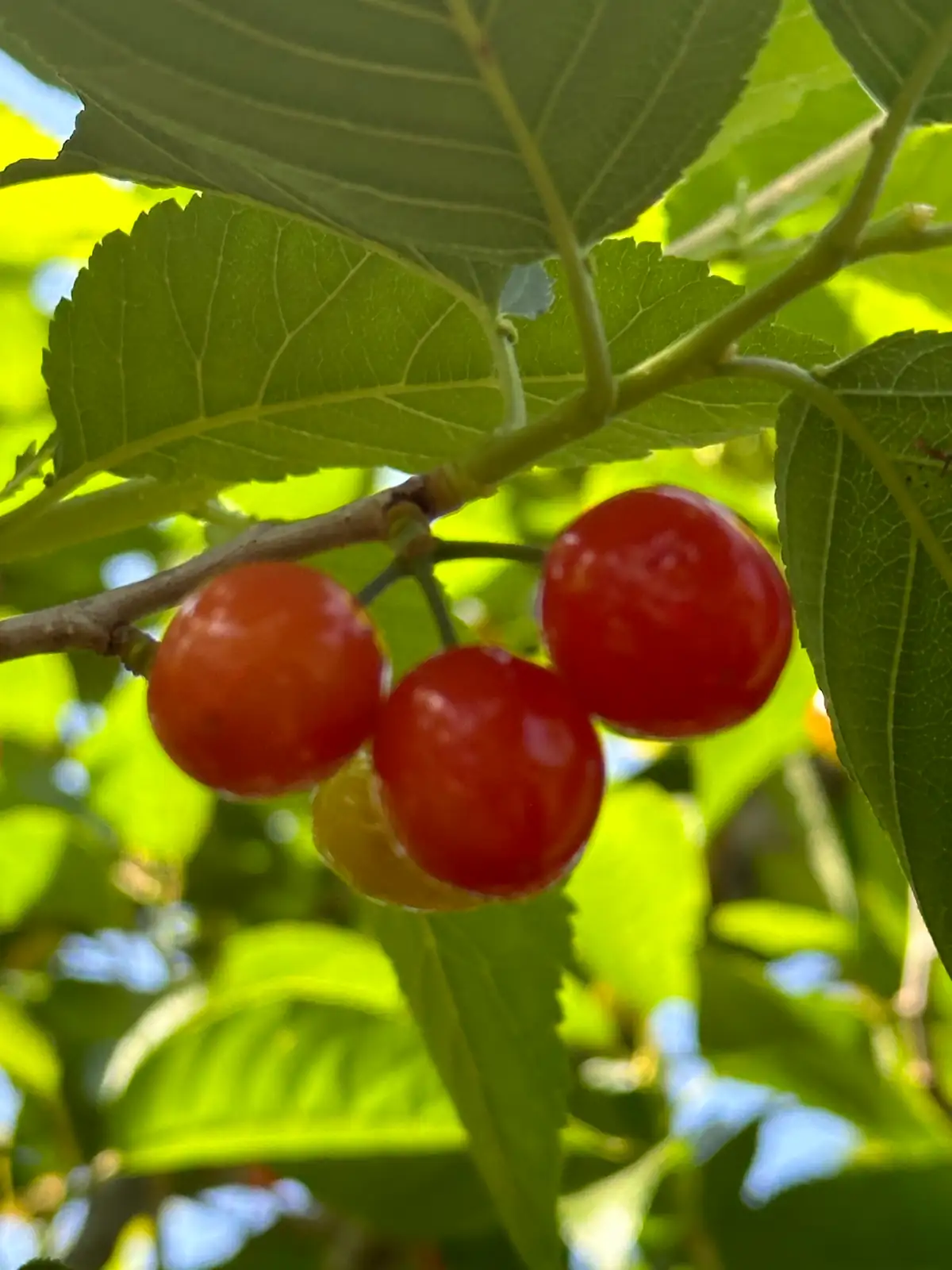 櫻桃 (Prunus pseudocerasus) — 环境展示