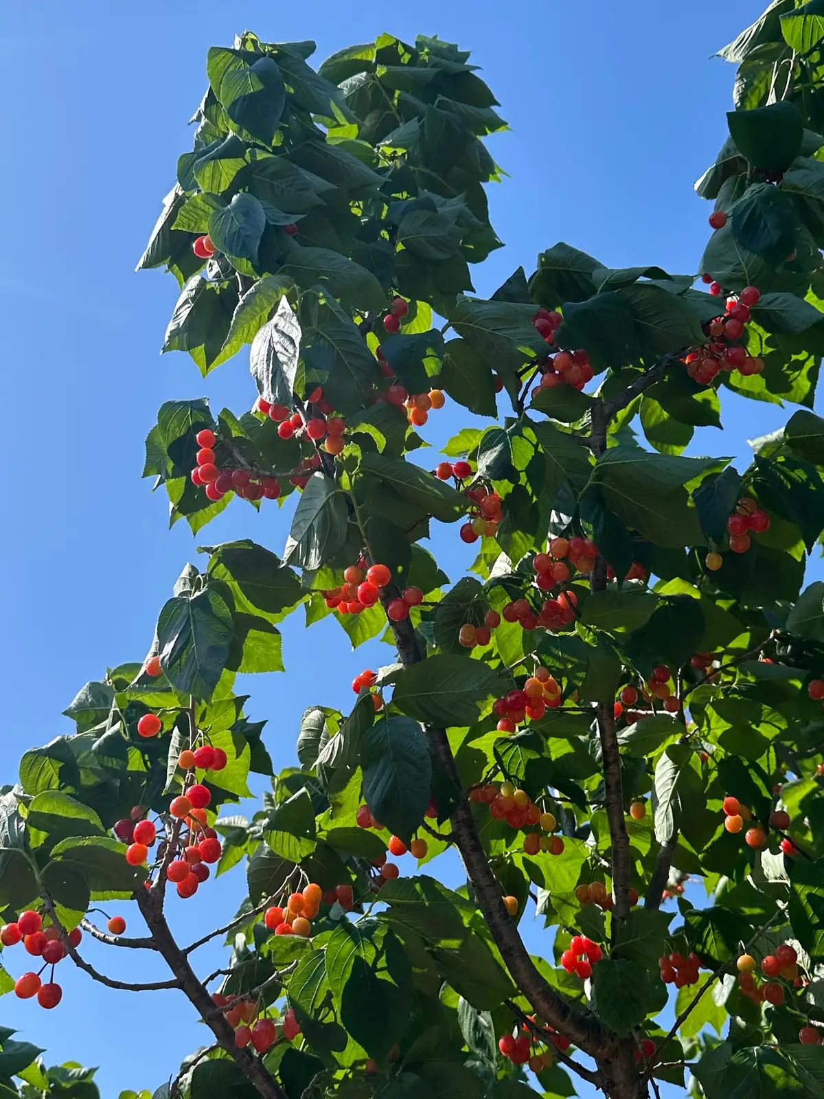 櫻桃 (Prunus pseudocerasus) — 更多视角