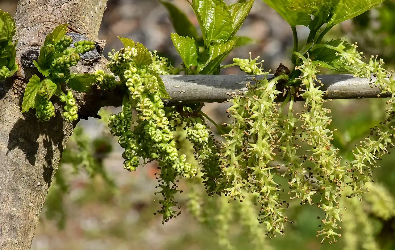 桑 (Morus alba) — 特写