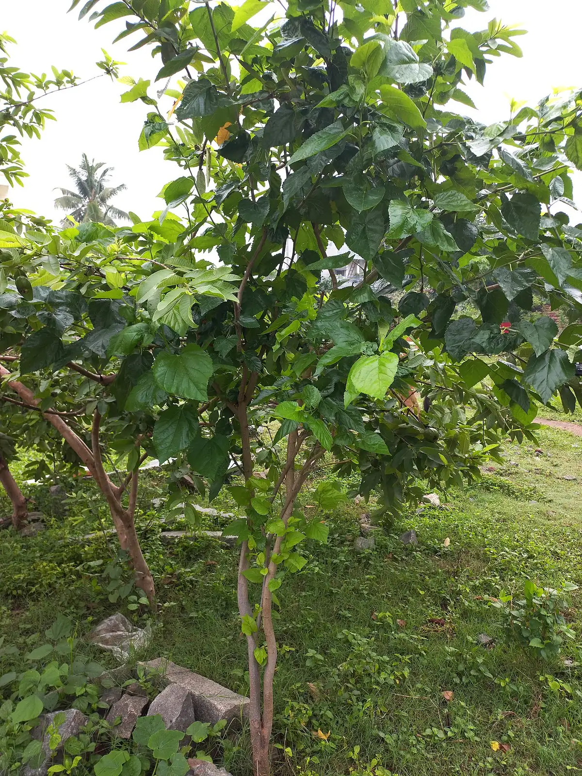 桑 (Morus alba) — 环境展示