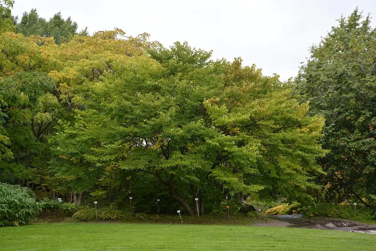 桑 (Morus alba) — 更多视角