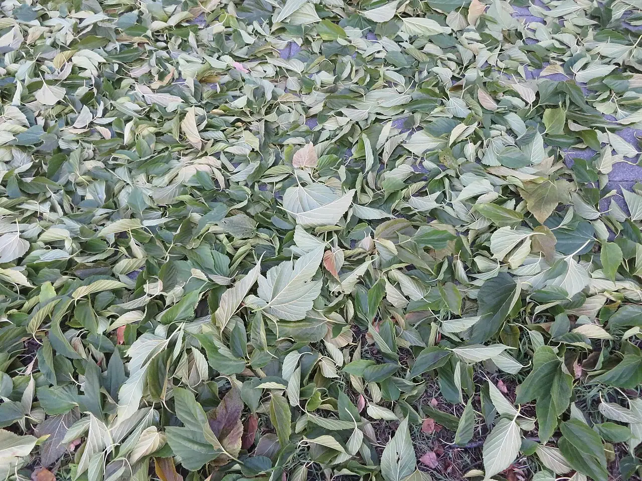 桑 (Morus alba) — 更多视角