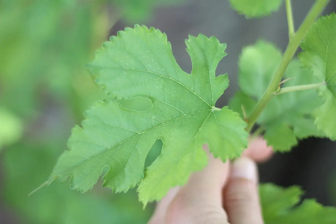 桑 (Morus alba) — 更多视角