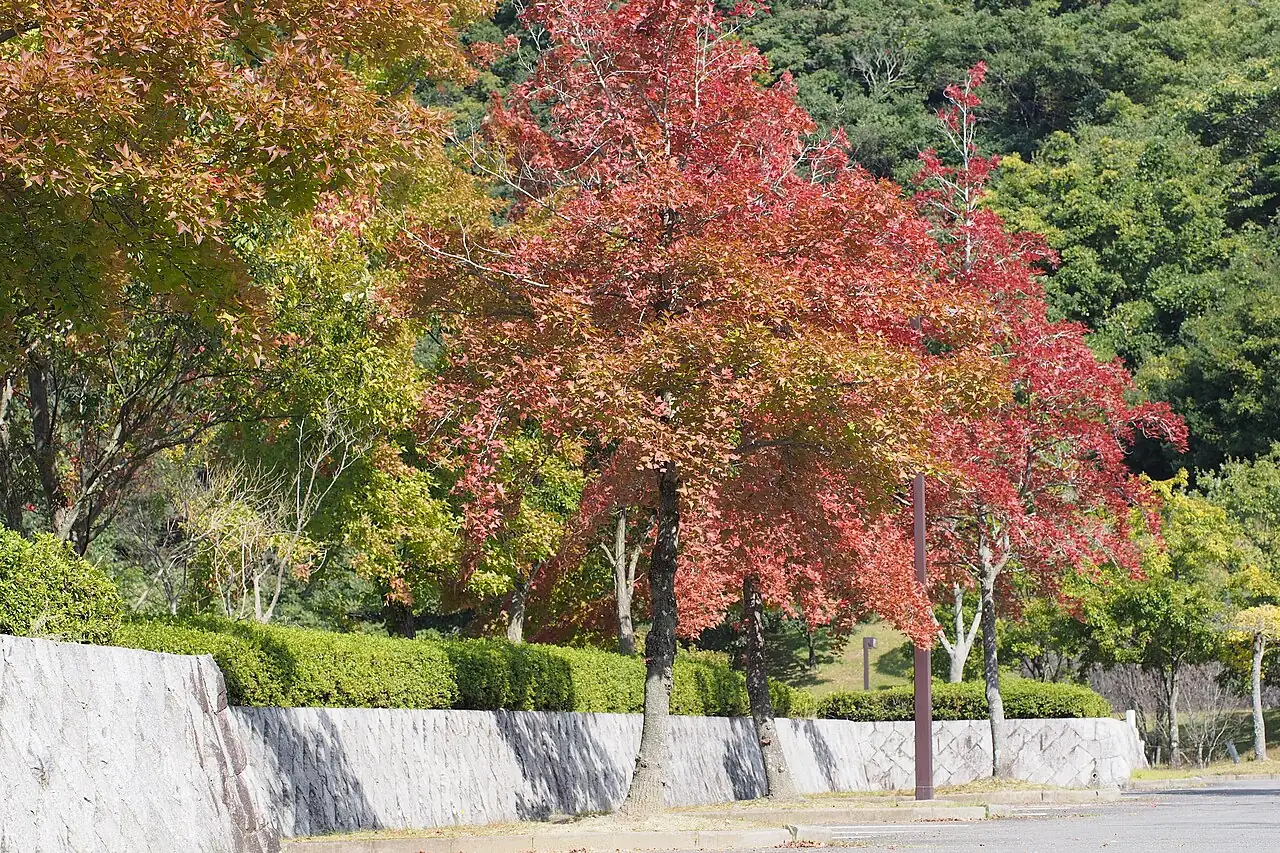 枫香 (Liquidambar formosana) — 环境展示