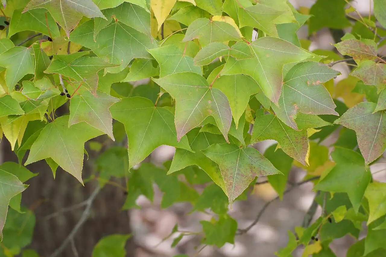 枫香 (Liquidambar formosana) — 更多视角
