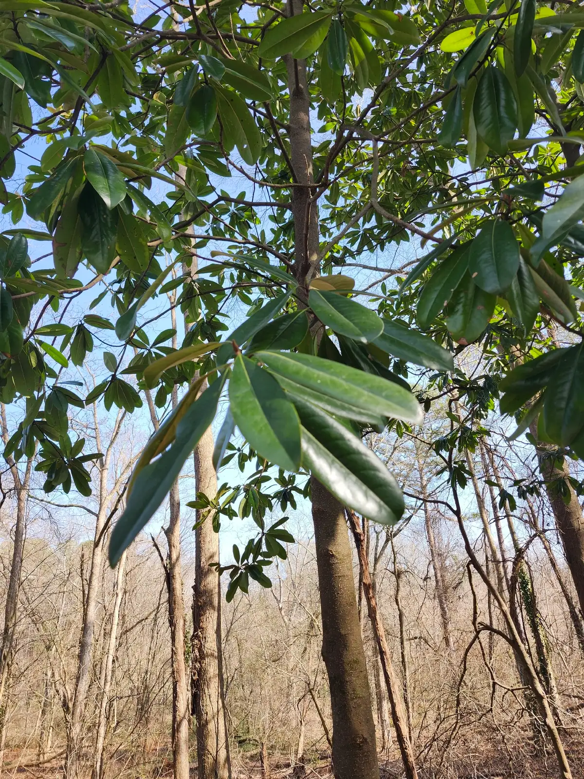 广玉兰 (Magnolia grandiflora) — 更多视角