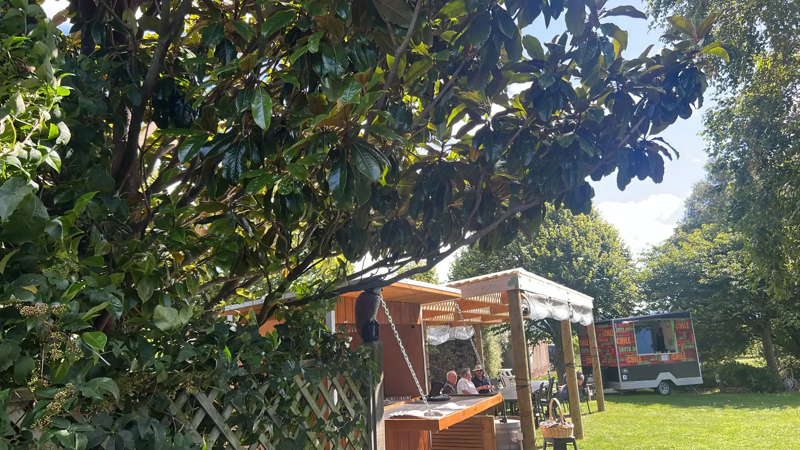 广玉兰 (Magnolia grandiflora) — 更多视角