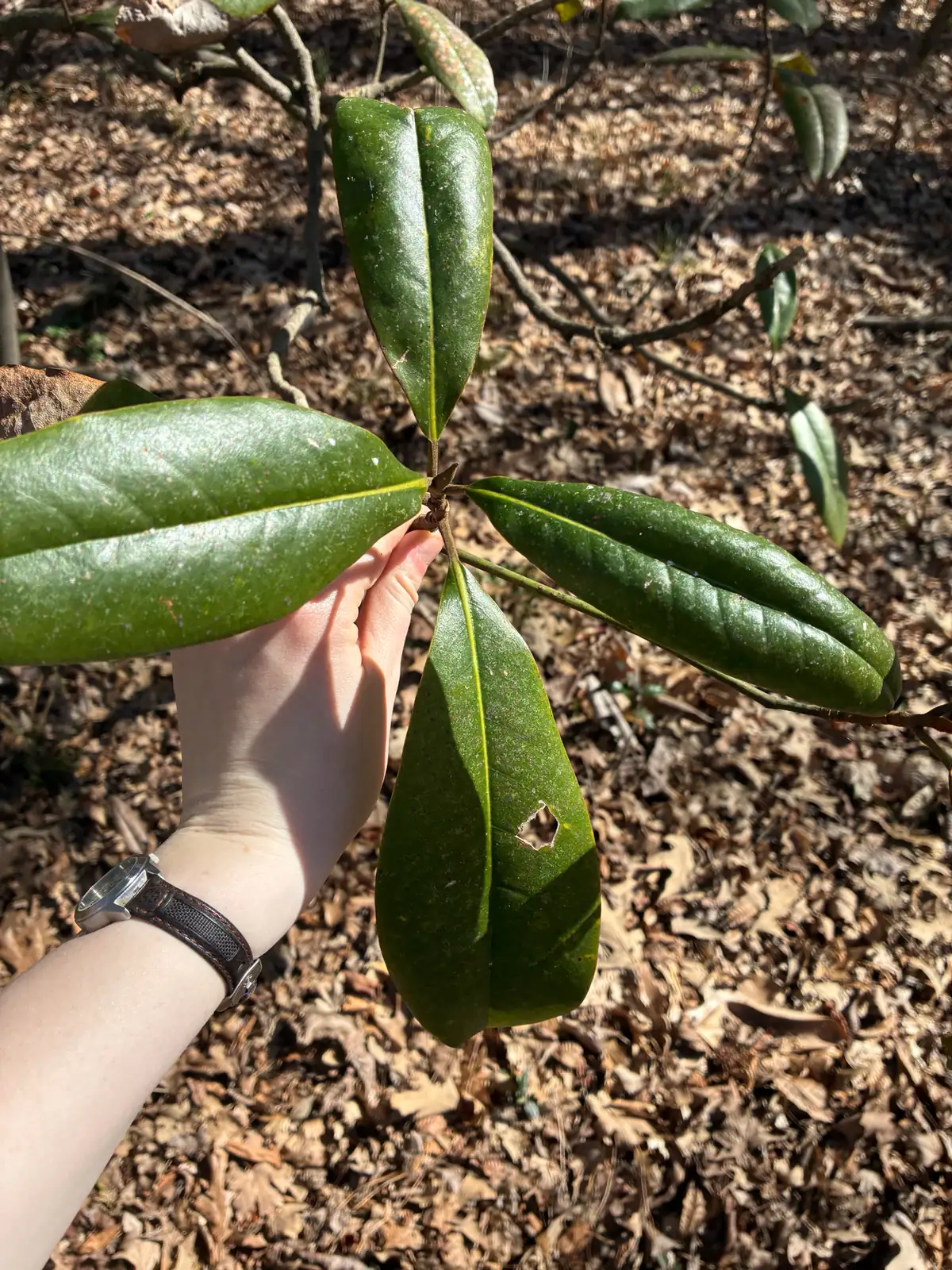 广玉兰 (Magnolia grandiflora) — 更多视角