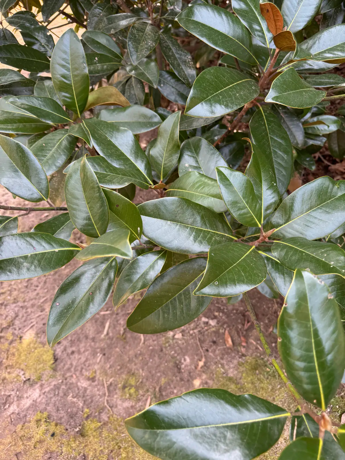 广玉兰 (Magnolia grandiflora) — 环境展示