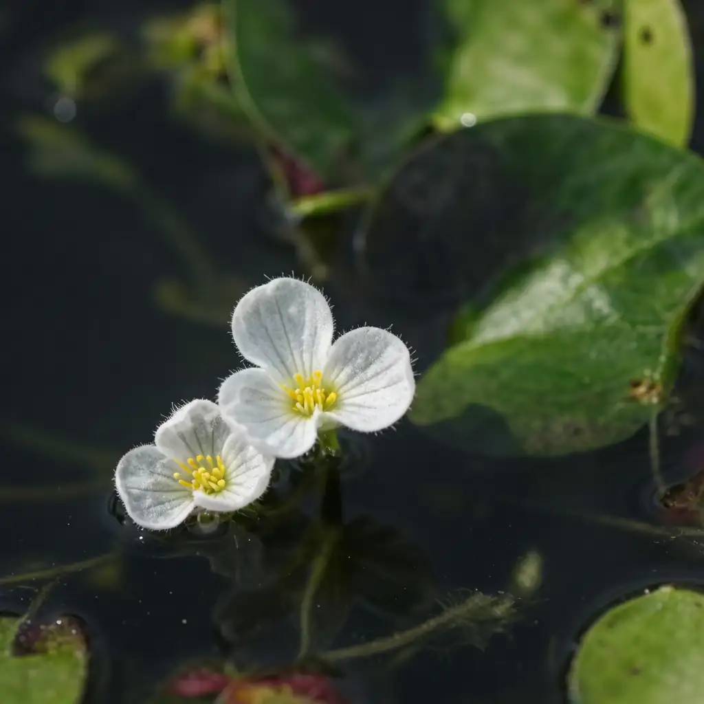 水鳖 (Hydrocharis dubia) — 特写