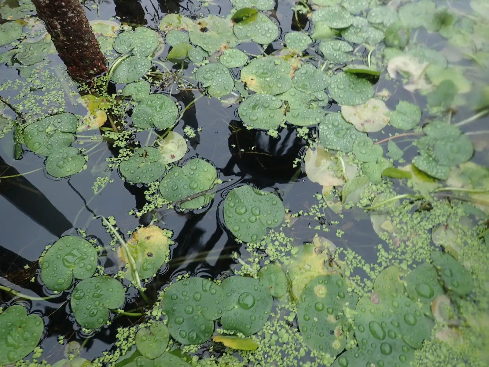 水鳖 (Hydrocharis dubia) — 更多视角