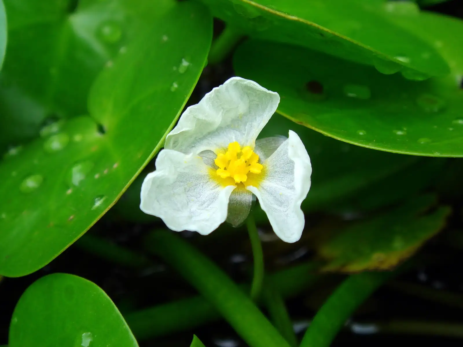 水鳖 (Hydrocharis dubia) — 环境展示