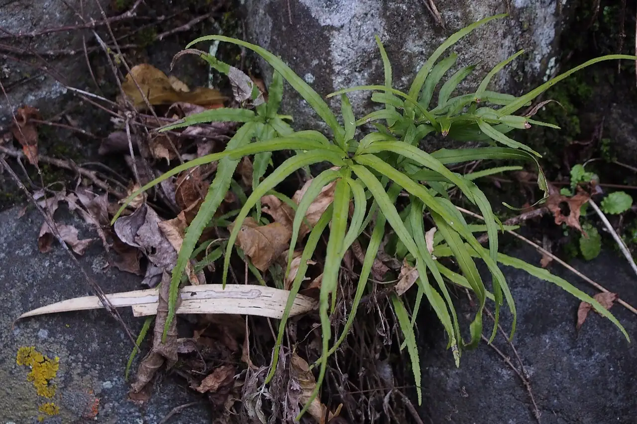 井栏边草 (Pteris multifida) — 特写