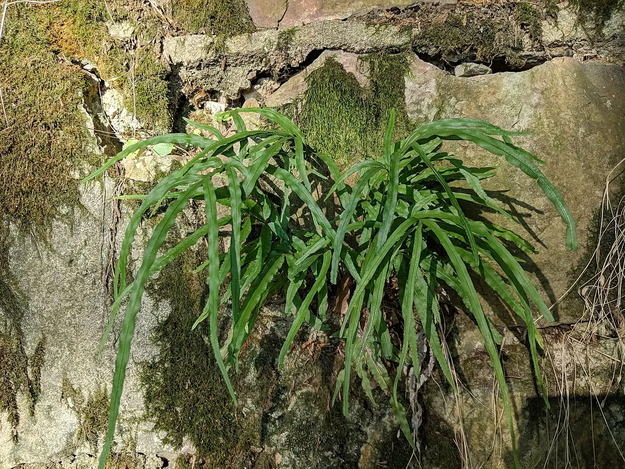 井栏边草 (Pteris multifida) — 更多视角