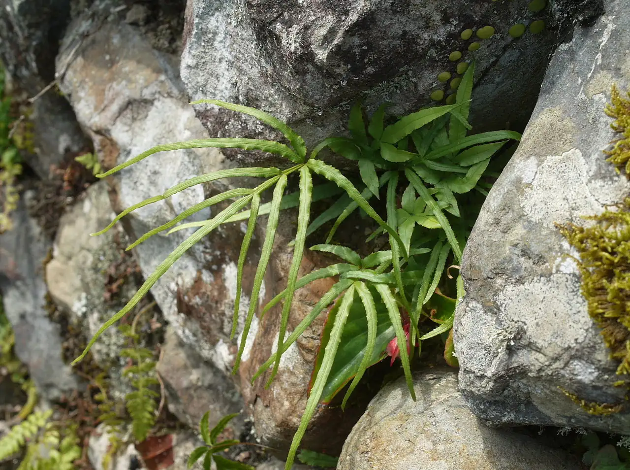 井栏边草 (Pteris multifida) — 更多视角