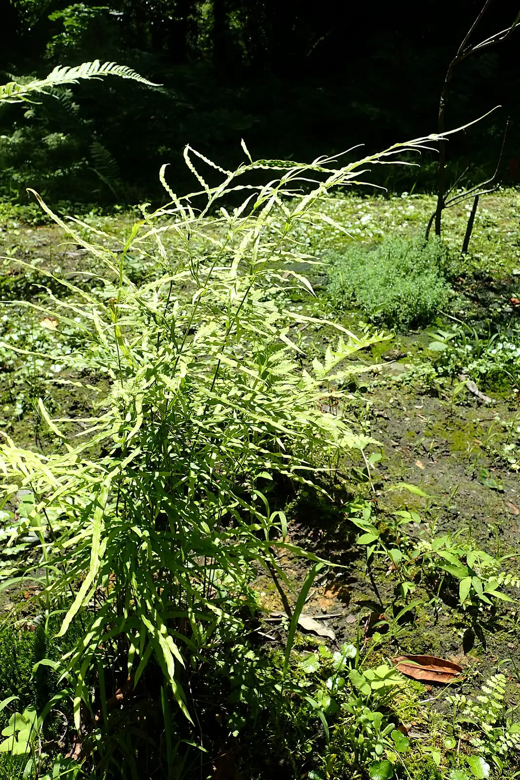 井栏边草 (Pteris multifida) — 更多视角