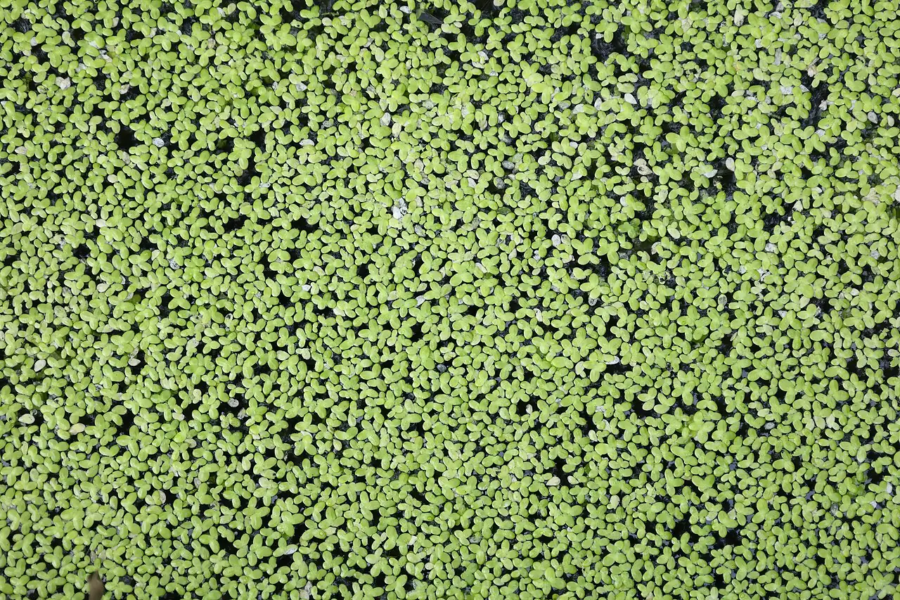 浮萍 (Lemna minor) — 特写