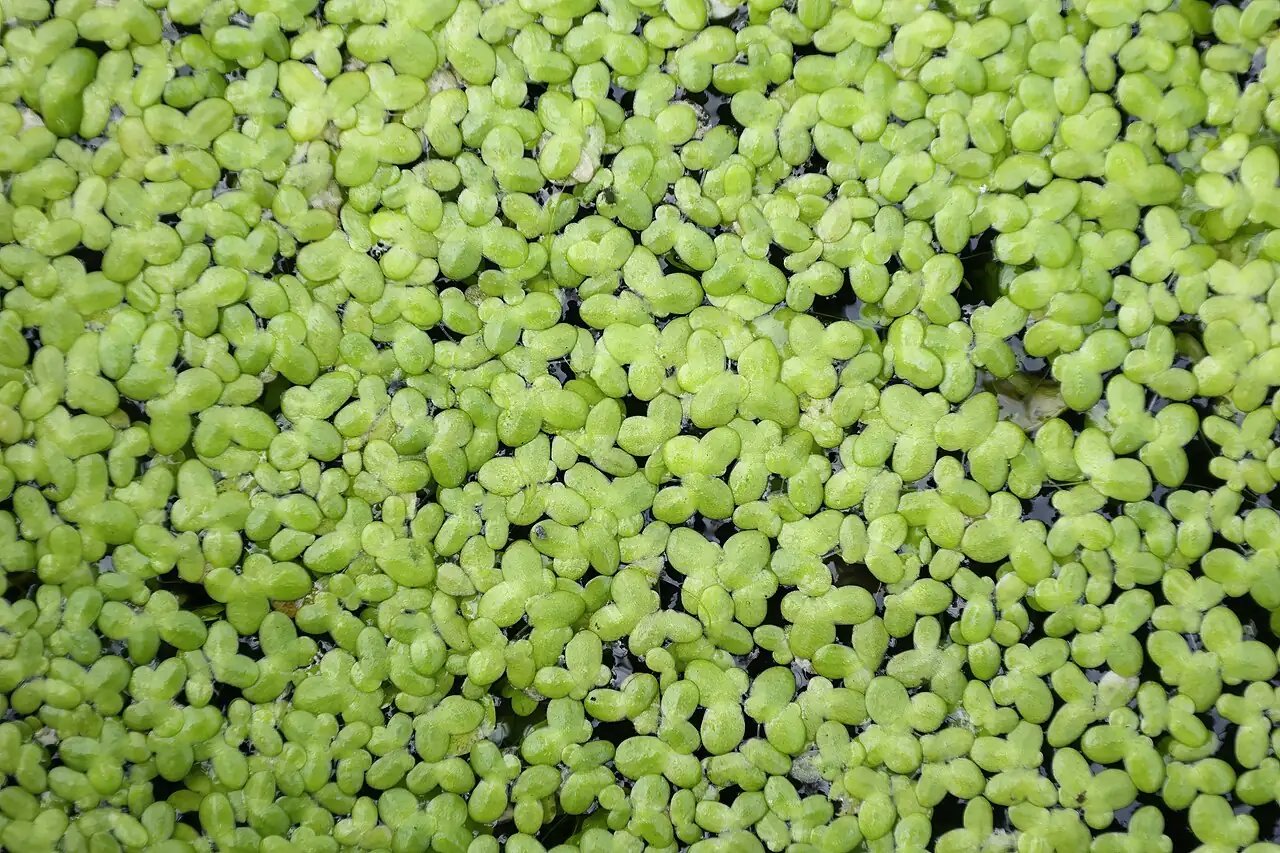 浮萍 (Lemna minor) — 环境展示