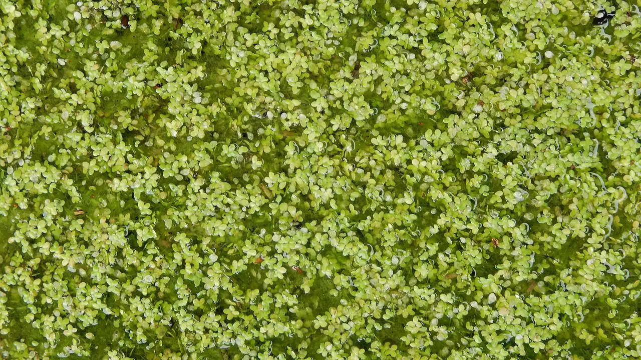 浮萍 (Lemna minor) — 更多视角
