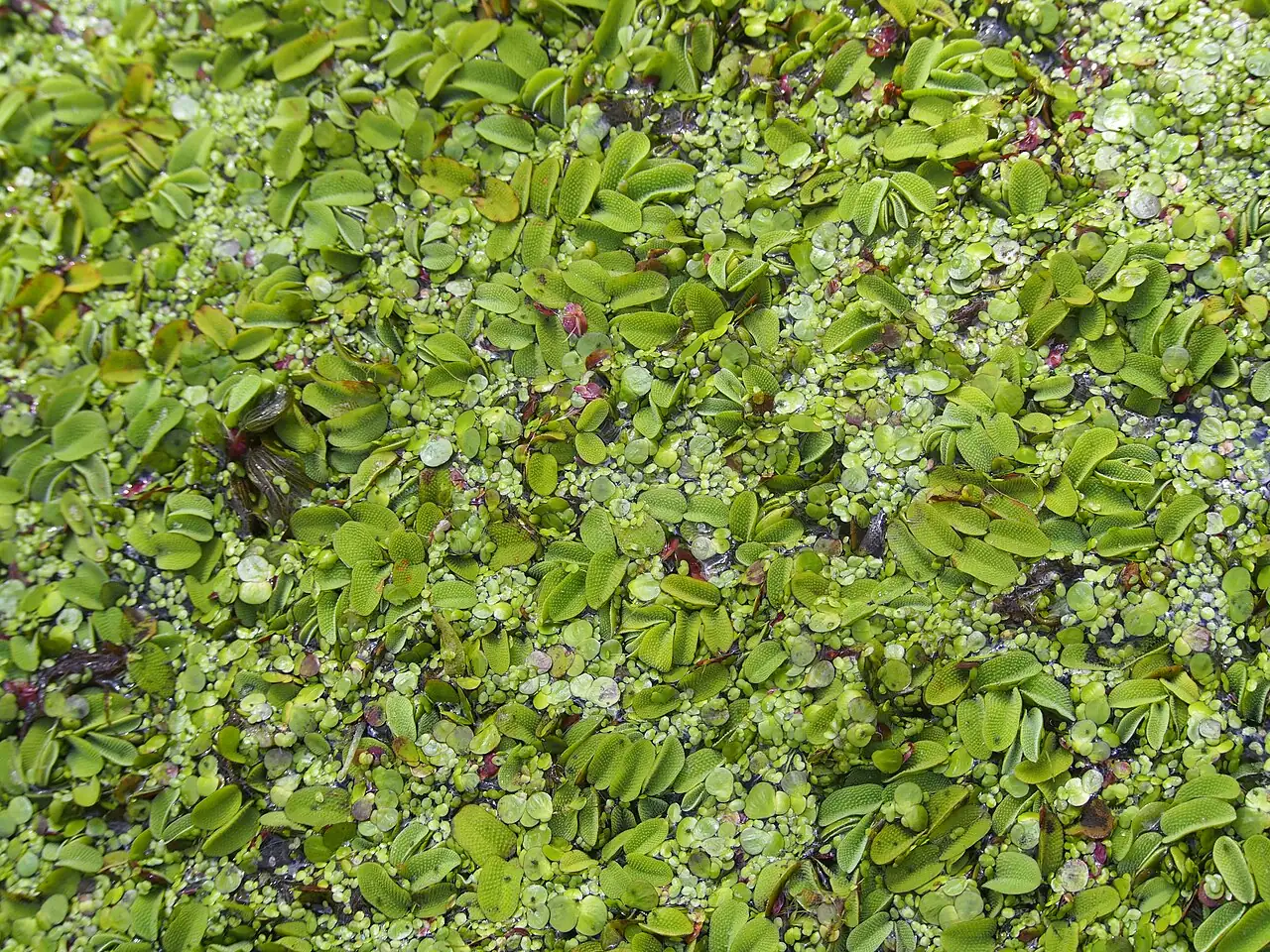 浮萍 (Lemna minor) — 更多视角