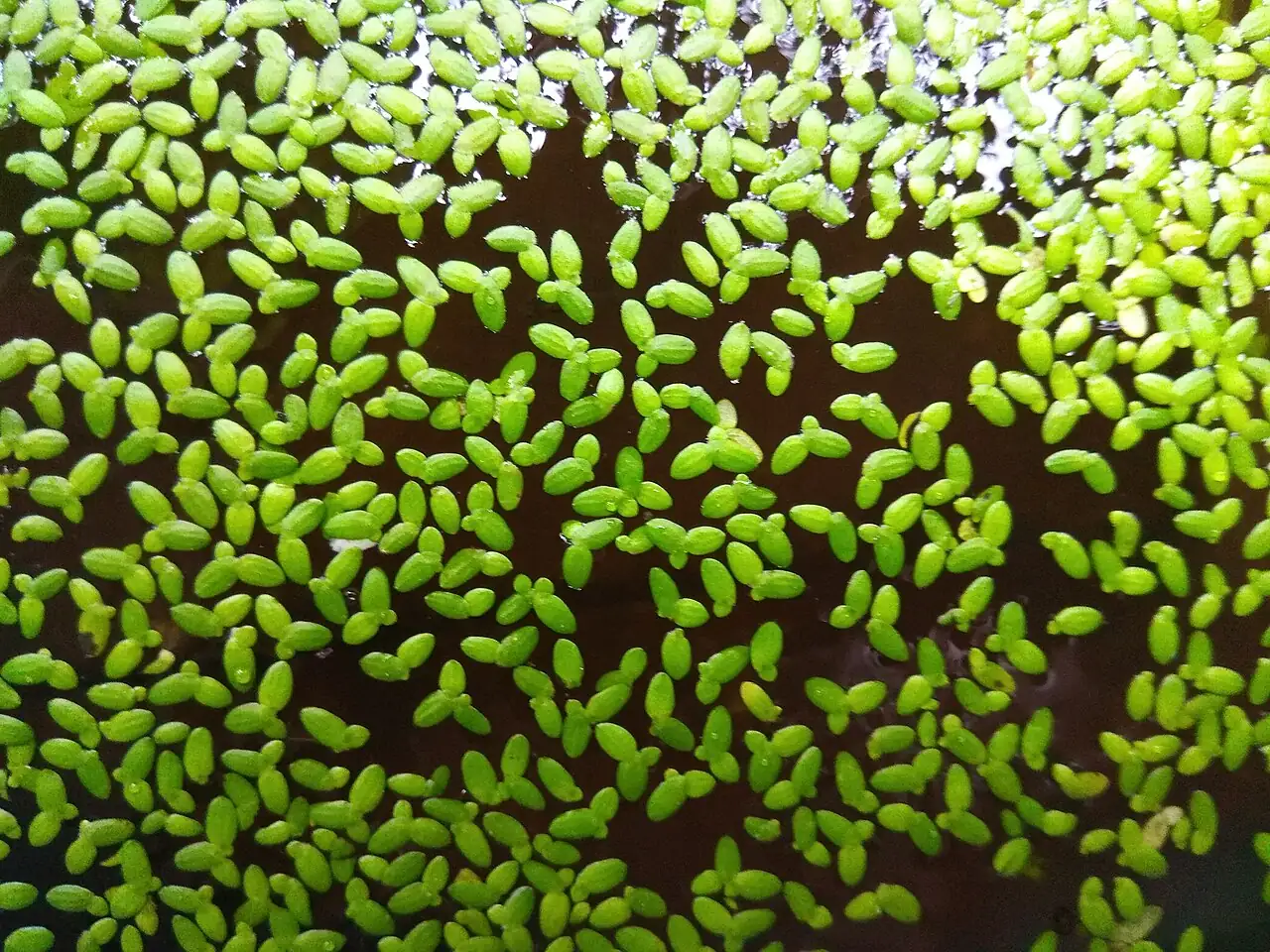 浮萍 (Lemna minor) — 更多视角