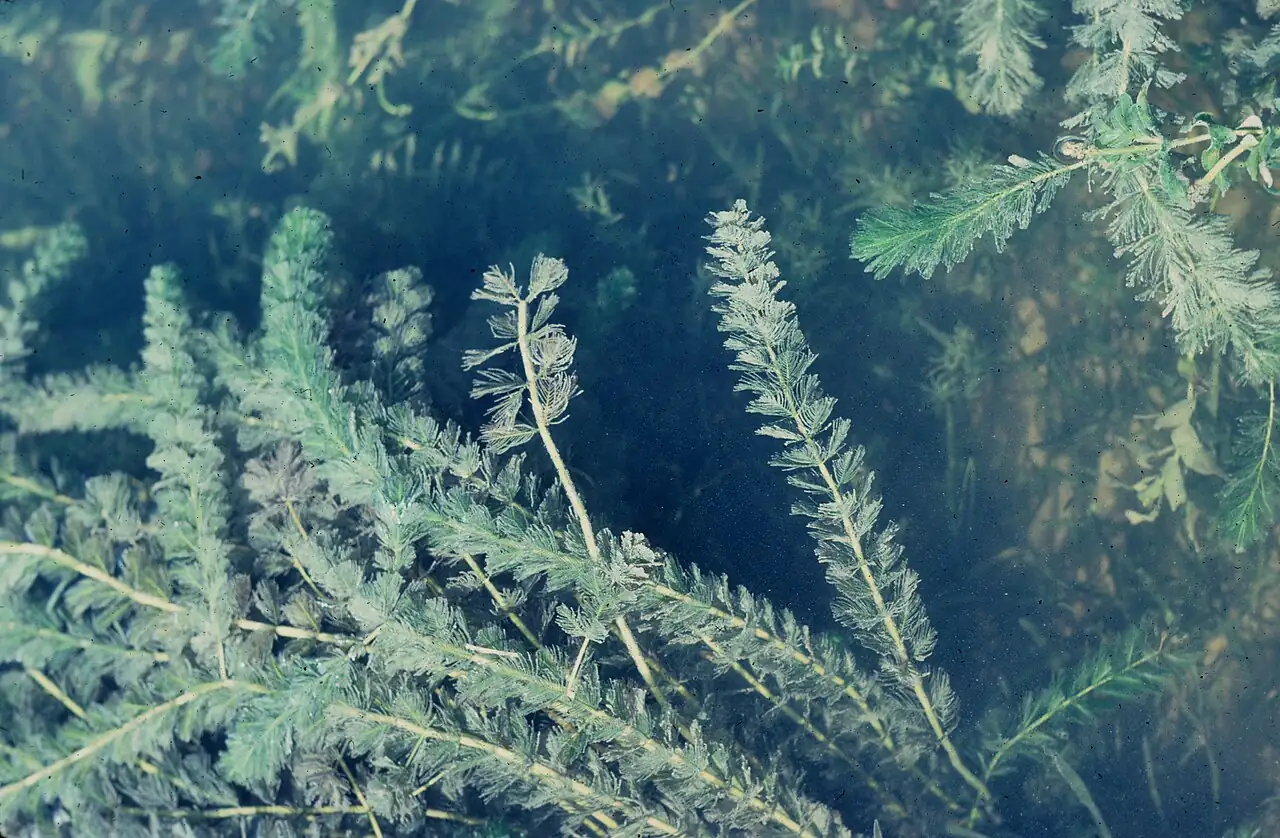 穗状狐尾藻 (Myriophyllum spicatum) — 特写