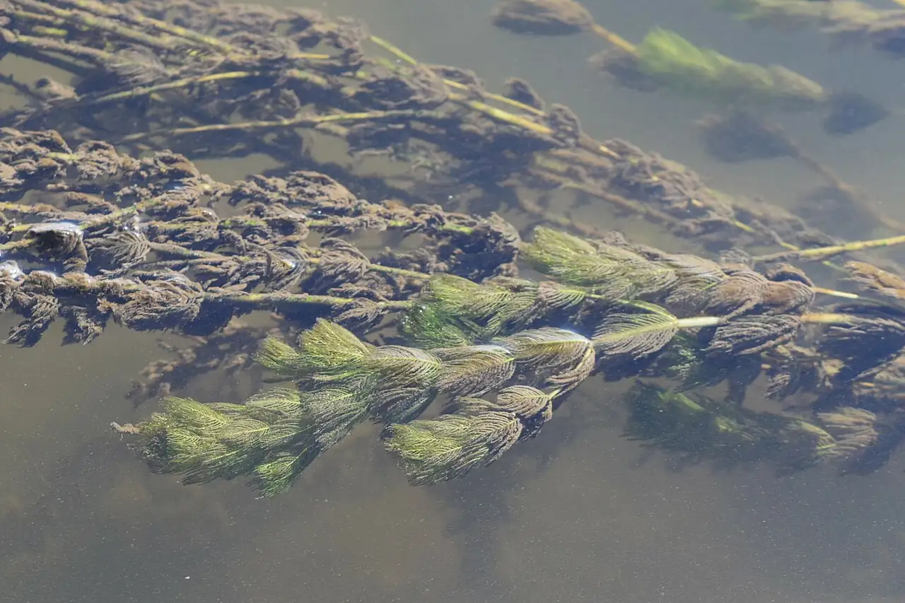 穗状狐尾藻 (Myriophyllum spicatum) — 环境展示