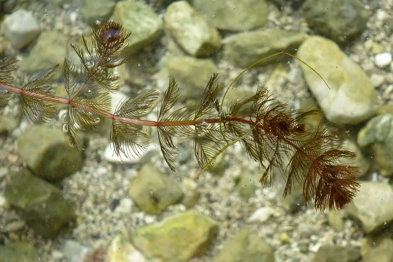穗状狐尾藻 (Myriophyllum spicatum) — 更多视角