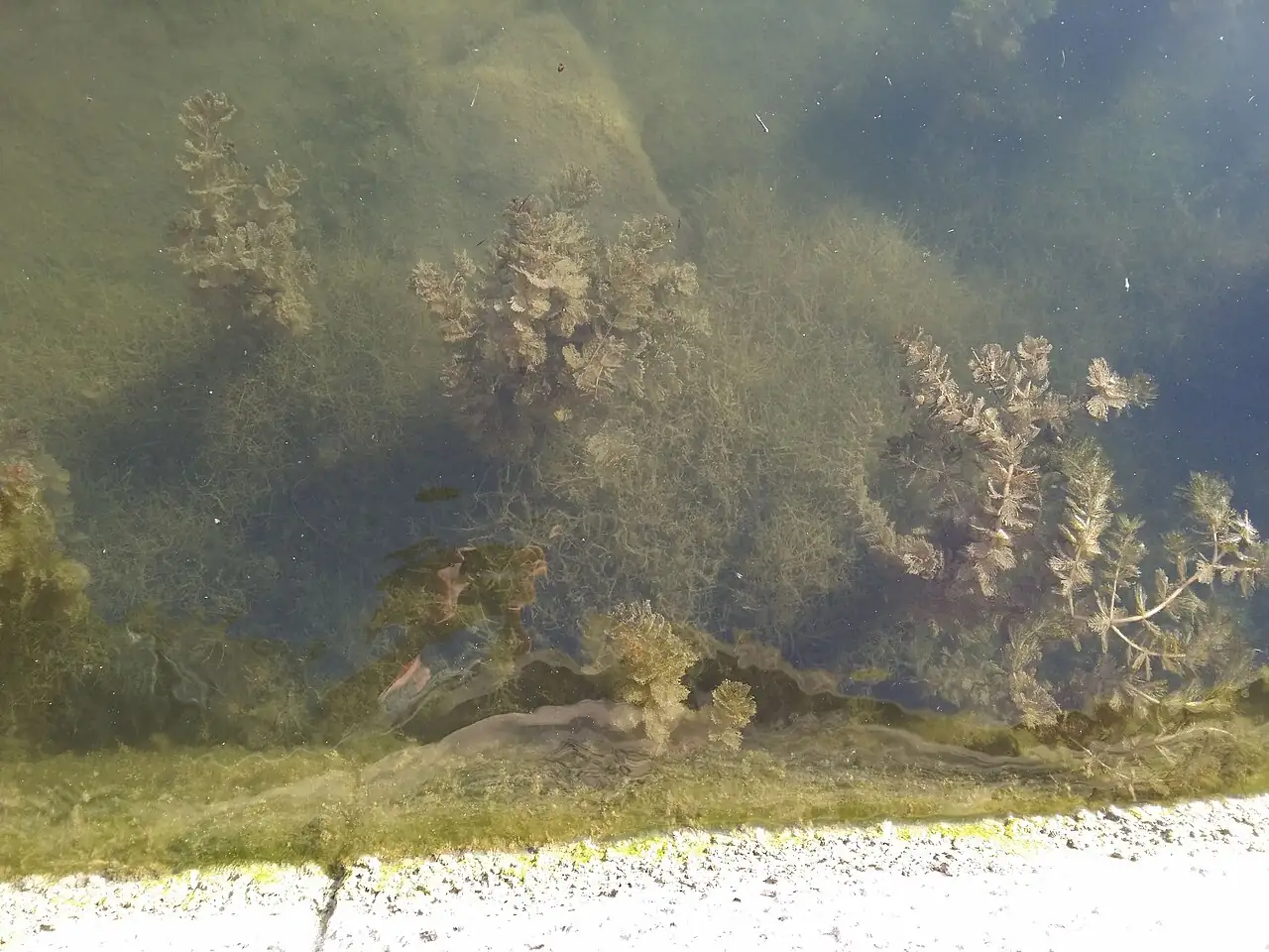 穗状狐尾藻 (Myriophyllum spicatum) — 更多视角