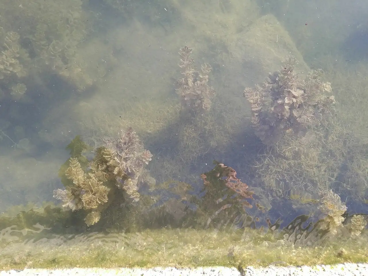 穗状狐尾藻 (Myriophyllum spicatum) — 更多视角