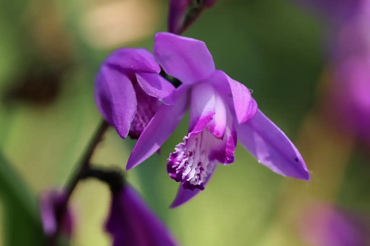 Japanese Clover (Kummerowia striata) — main view