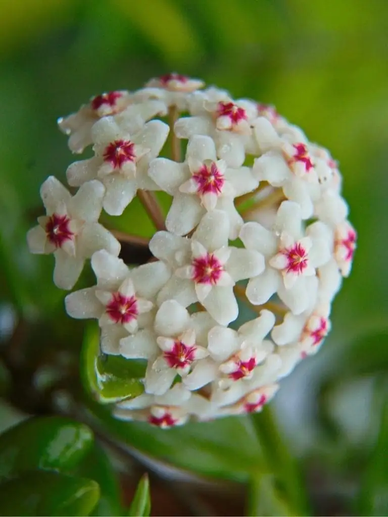 球兰 (Hoya carnosa (L.f.) R.Br.) — 更多视角