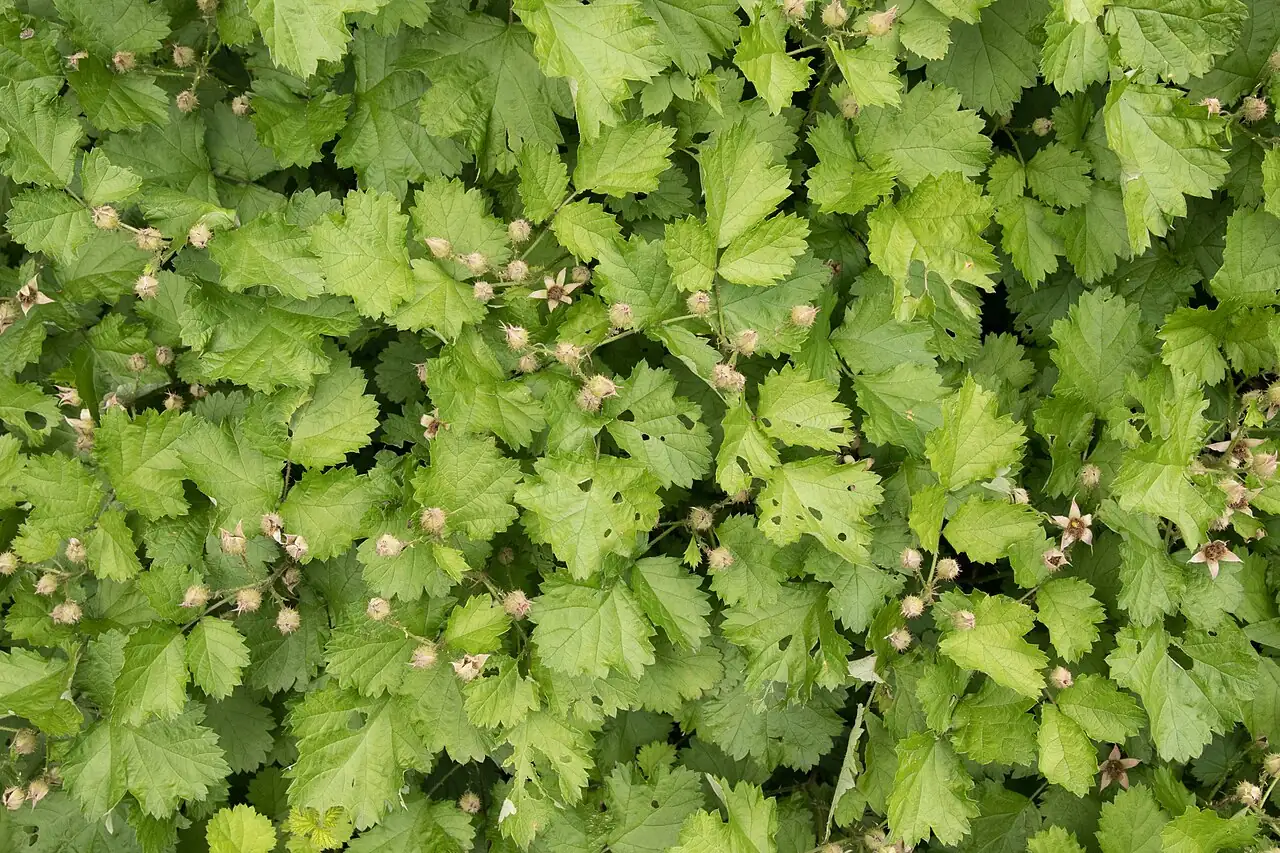 Small-Leaf Bramble (Rubus parvifolius) — in setting