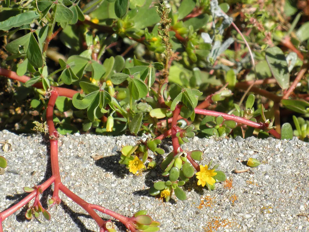 马齿苋 (Portulaca oleracea) — 更多视角