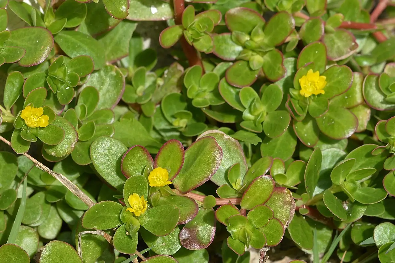 马齿苋 (Portulaca oleracea) — 更多视角