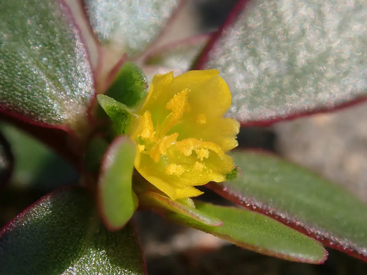 马齿苋 (Portulaca oleracea) — 环境展示
