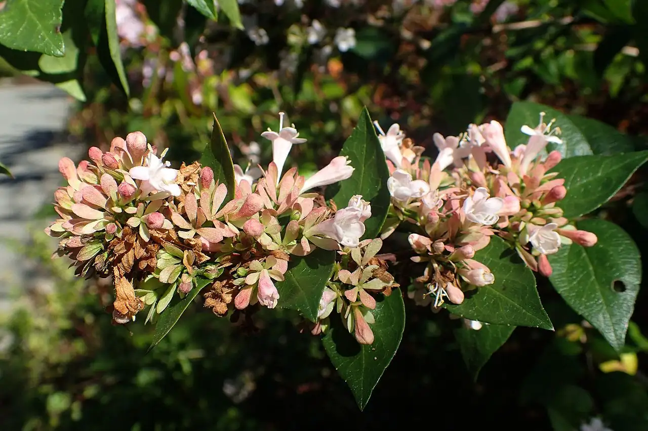 糯米条 (Abelia chinensis) — 细节