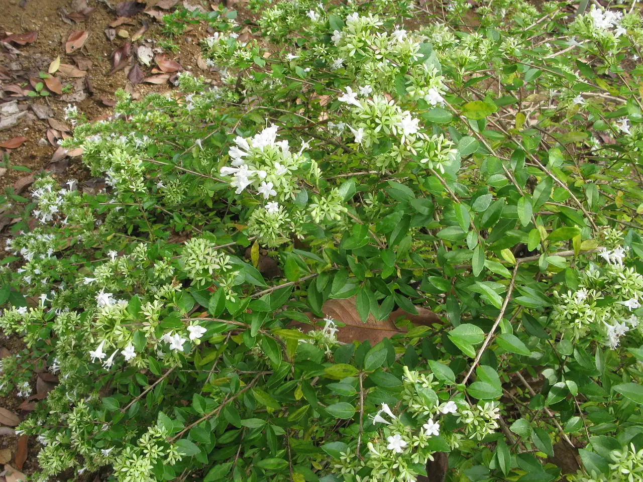 糯米条 (Abelia chinensis) — 特写