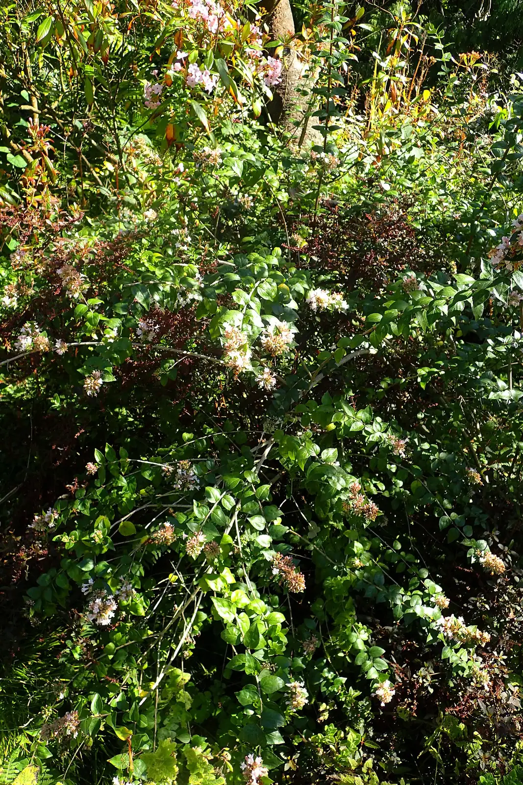 糯米条 (Abelia chinensis) — 环境展示