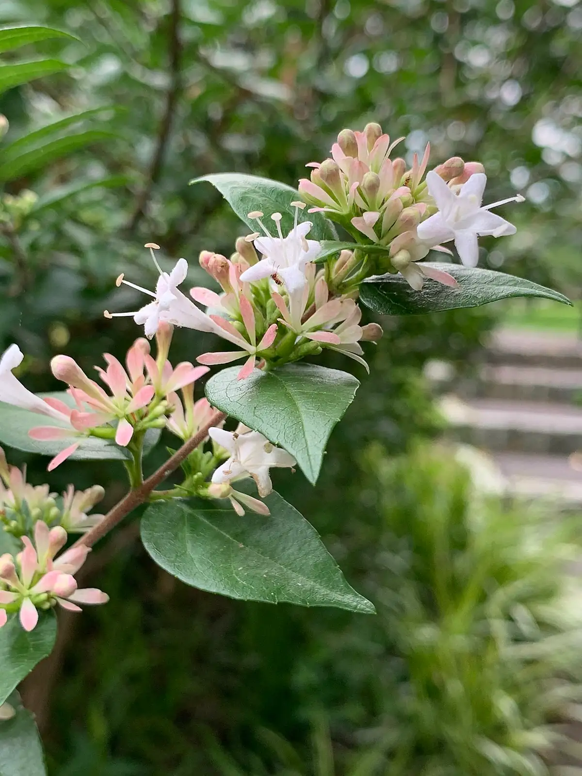 糯米条 (Abelia chinensis) — 更多视角