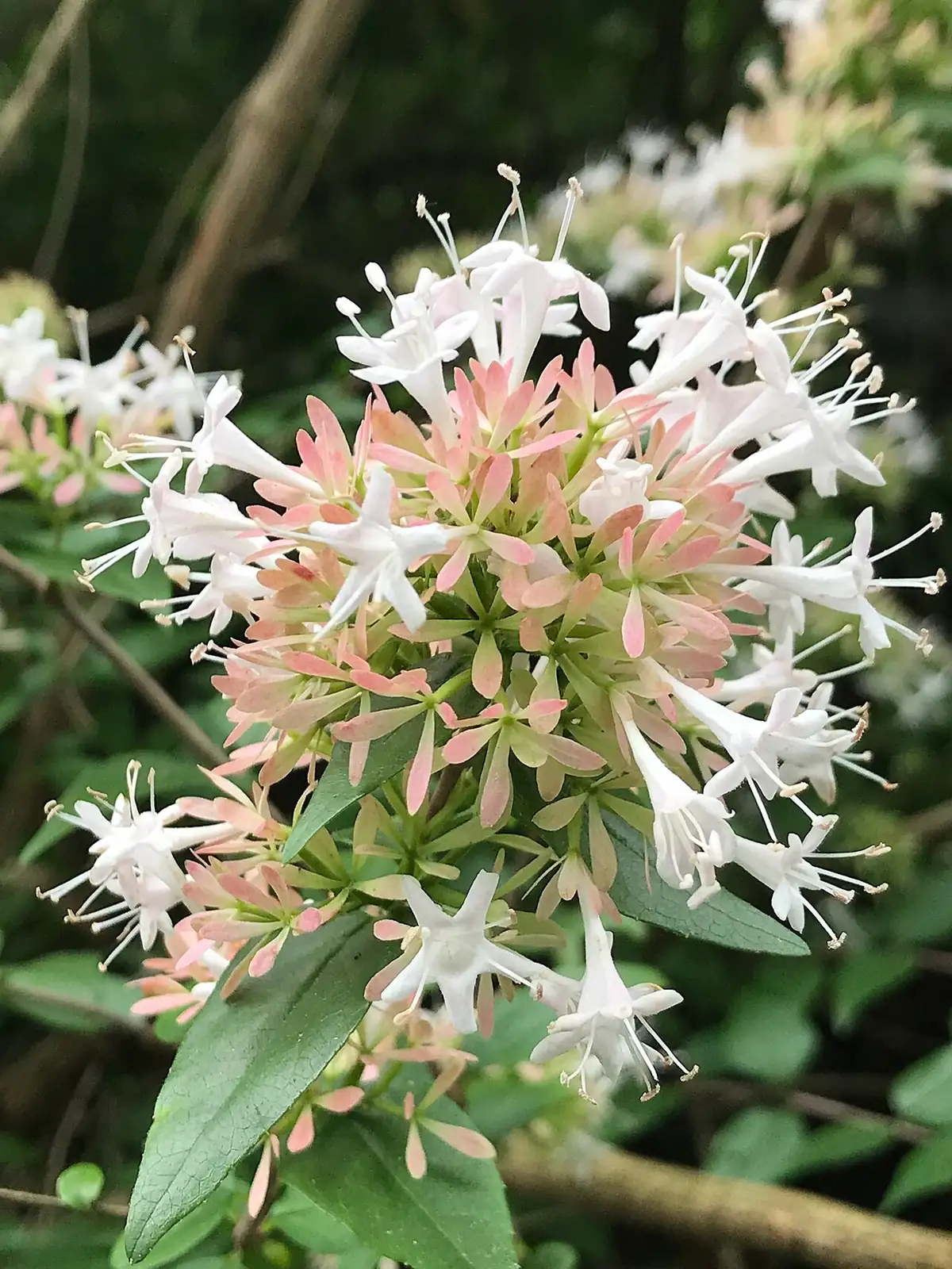 糯米条 (Abelia chinensis) — 更多视角