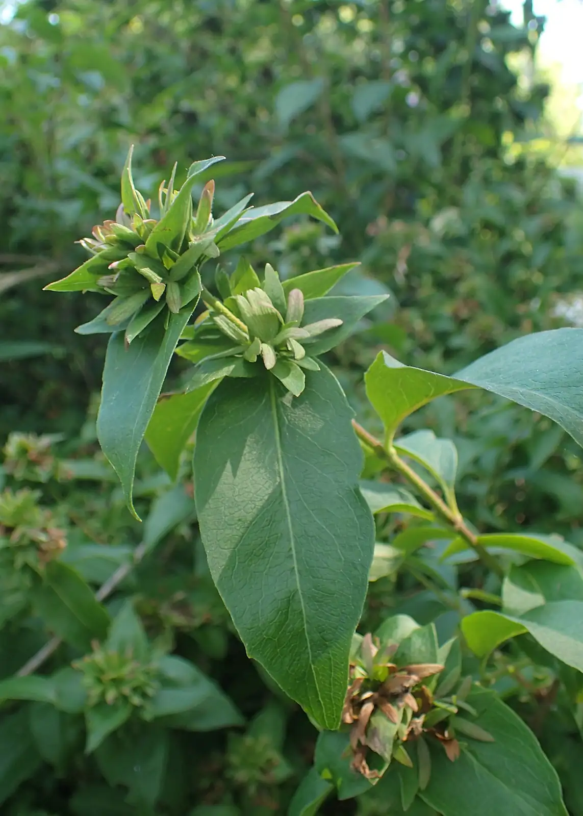 糯米条 (Abelia chinensis) — 更多视角