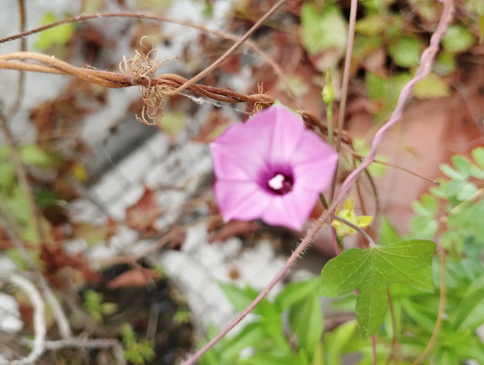 三裂叶牵牛 (Ipomoea triloba) — 特写
