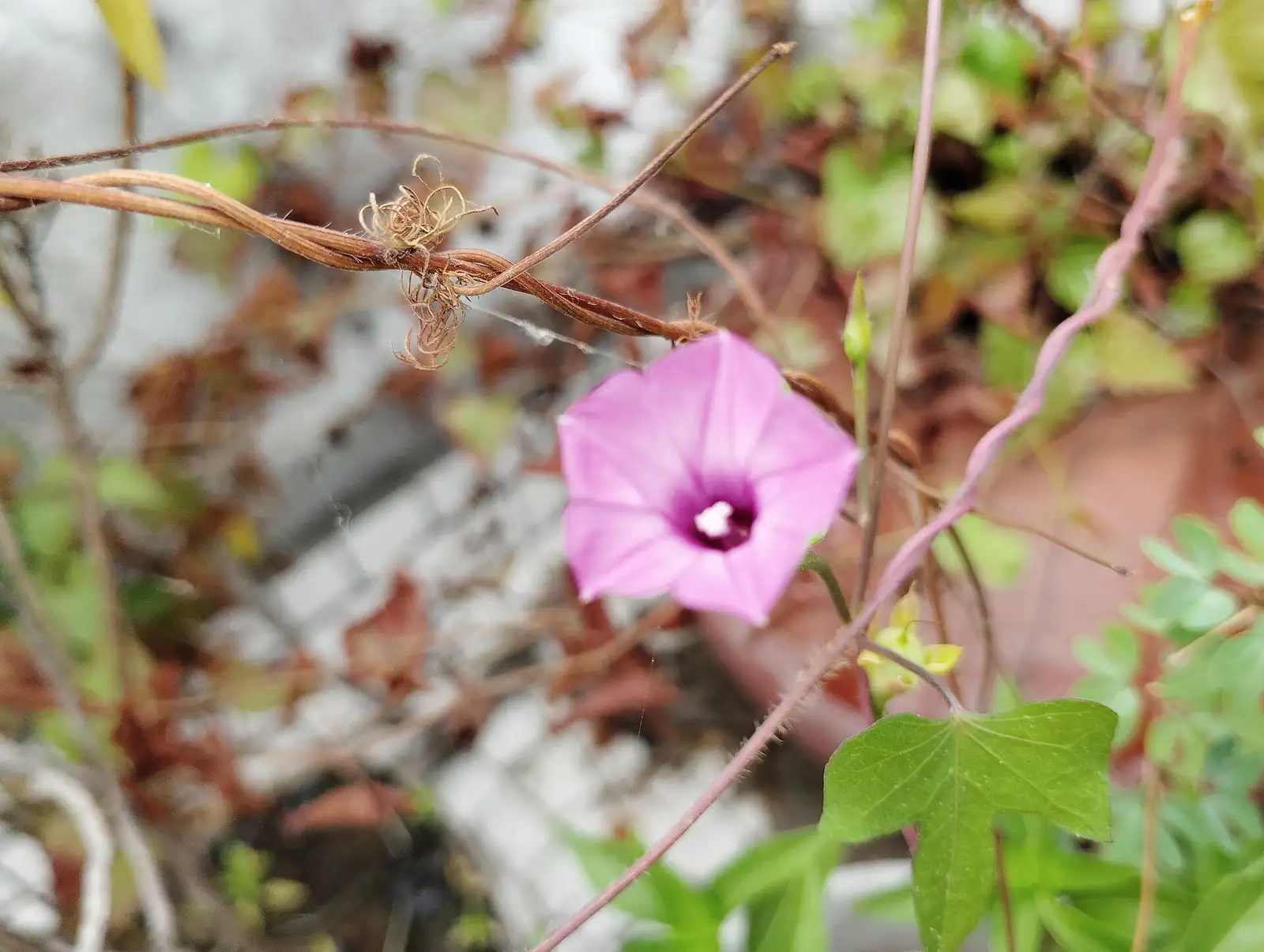 三裂叶牵牛 (Ipomoea triloba) — 环境展示