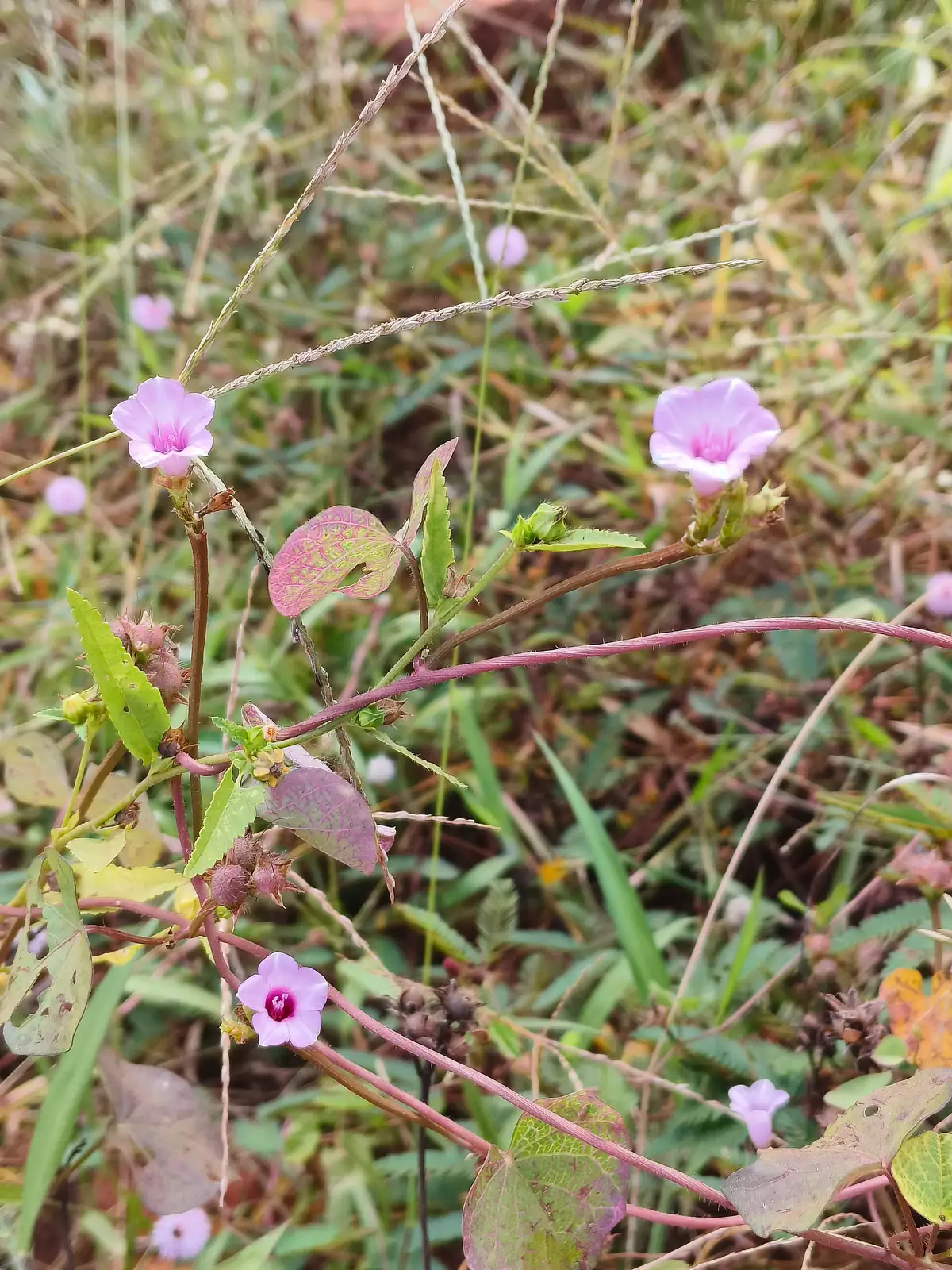 三裂叶牵牛 (Ipomoea triloba) — 更多视角