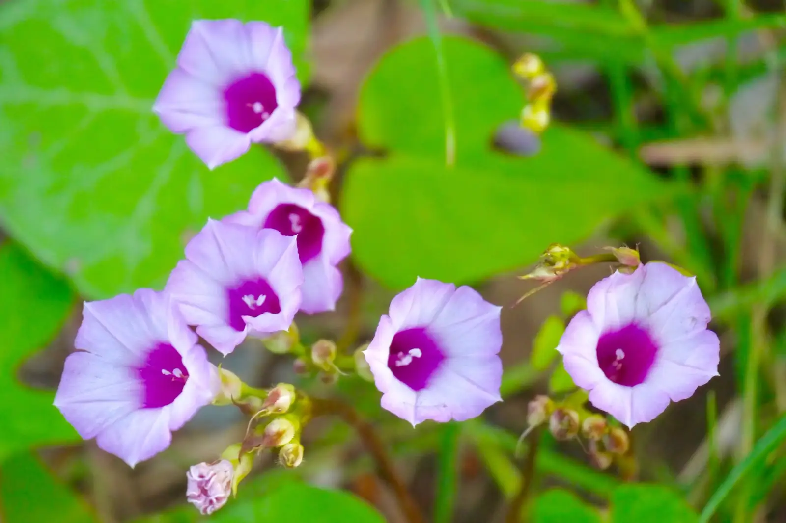 三裂叶牵牛 (Ipomoea triloba) — 细节